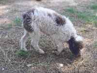 [Rozmiar: 36082 bajtów]