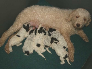 [Rozmiar: 36082 bajtów]