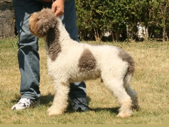 [Rozmiar: 46017 bajtów]