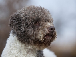 [Rozmiar: 46017 bajtów]