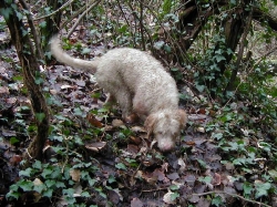 [Rozmiar: 36484 bajtów]