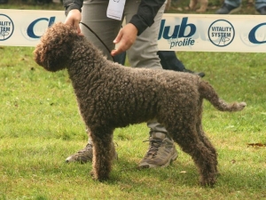 [Rozmiar: 36082 bajtów]